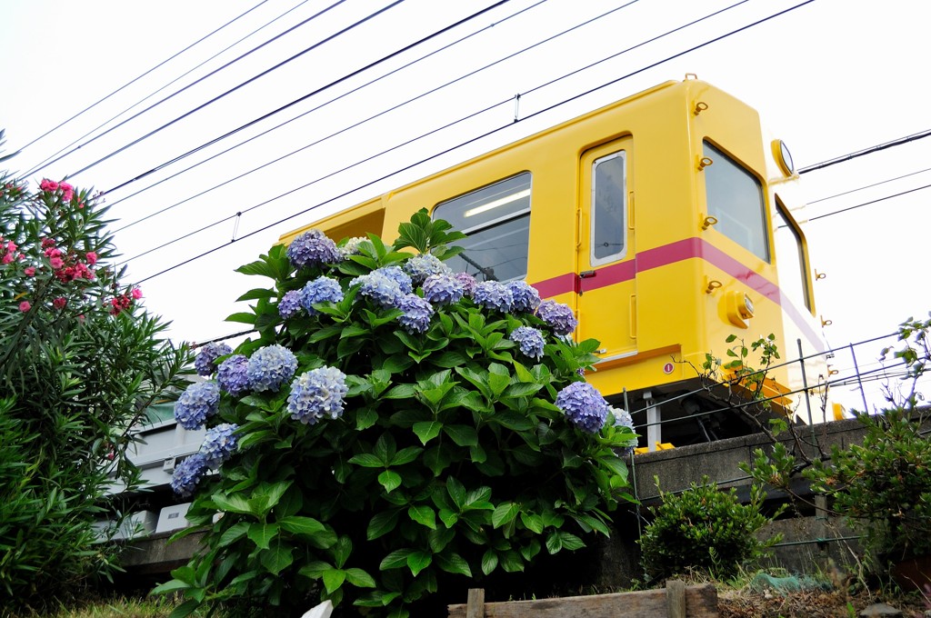 紫陽花×黄色い京急
