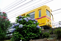 紫陽花×黄色い京急