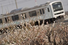 白同士仲良くしましょうや