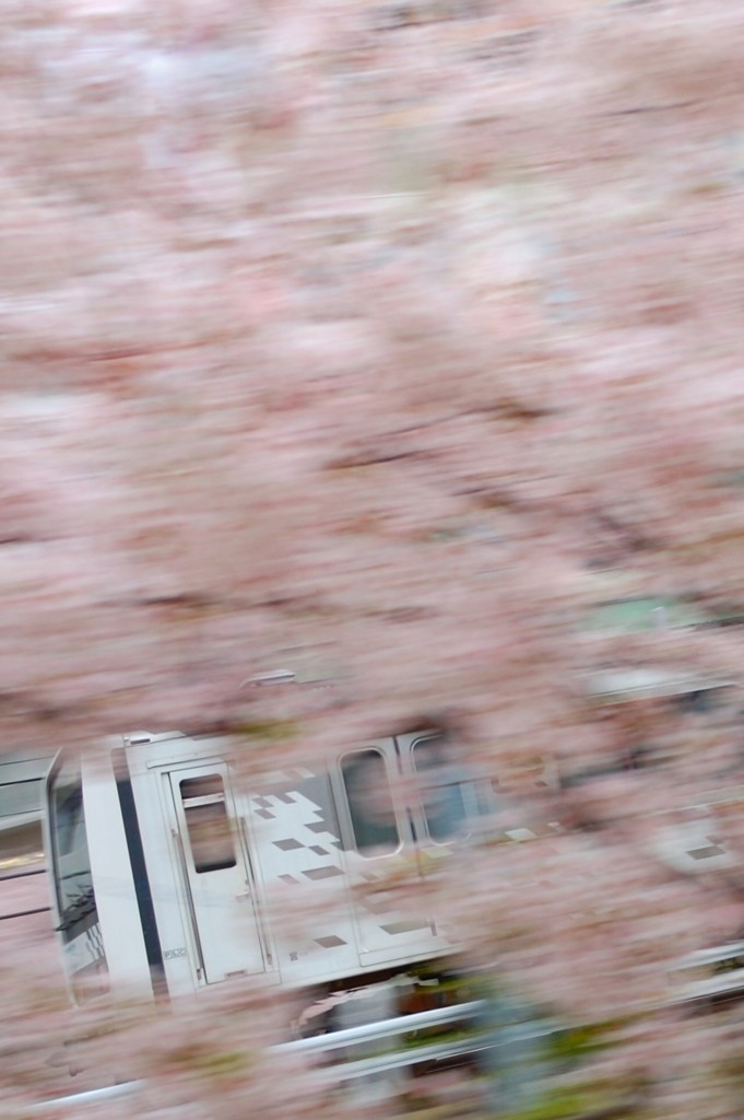 目黒川にもお花見へ