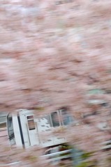 目黒川にもお花見へ