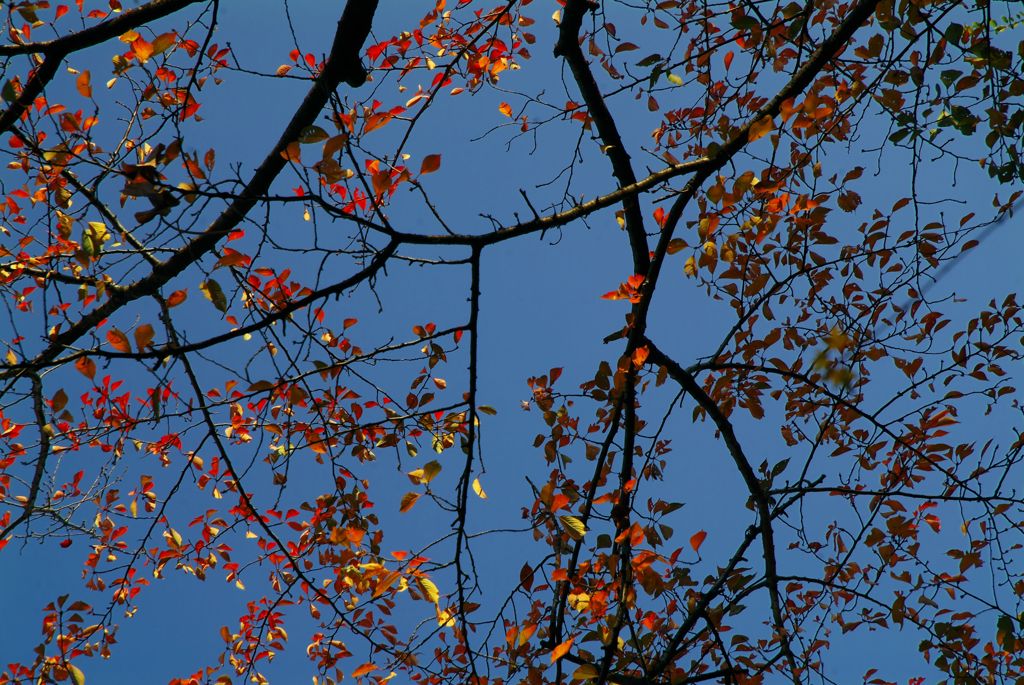 秋空