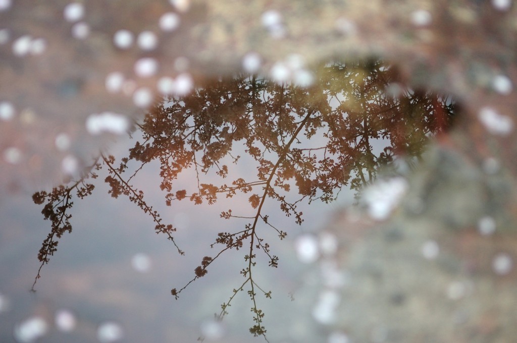 雨で散る