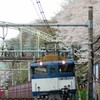 桜の山を横目に