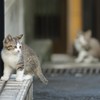 にゃっ