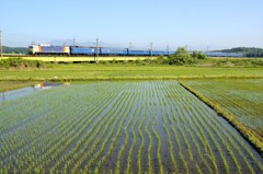 "カシ"斗星