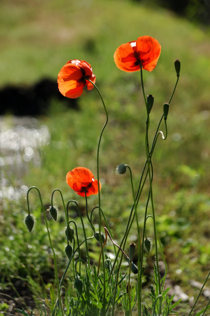 orange flower