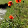 orange flower