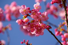 上野の桜