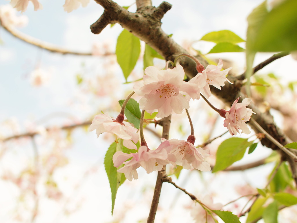 葉桜