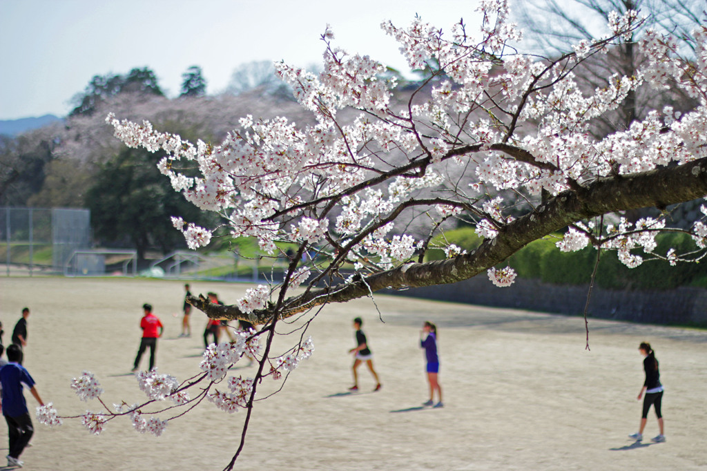 桜と若者たち