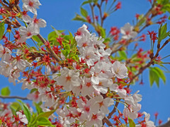 散り始めの桜と蜂