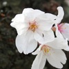 咲き疲れて…