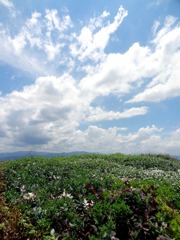 広がる草原、流れる夏の空