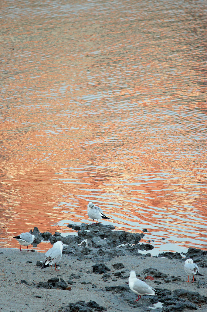 夕日に映える、鳥たち