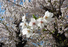 一面の桜
