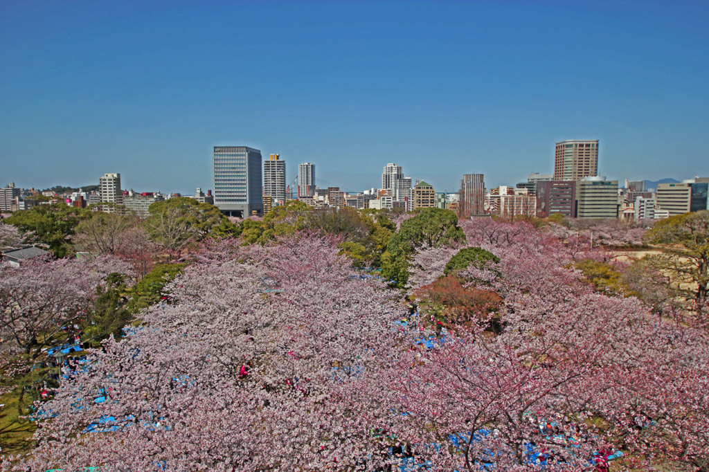 晴天と満開の桜