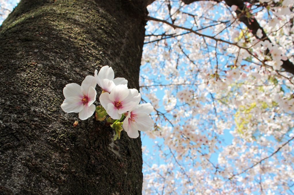 幹の桜も満開