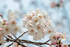 桜・桜・桜