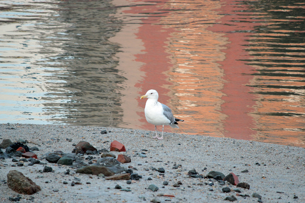 鳥、なんかの鳥