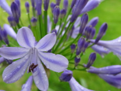 近所の公園の花