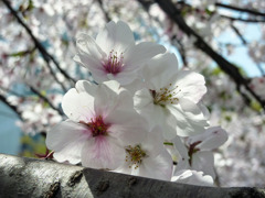 桜「どっこいしょ」