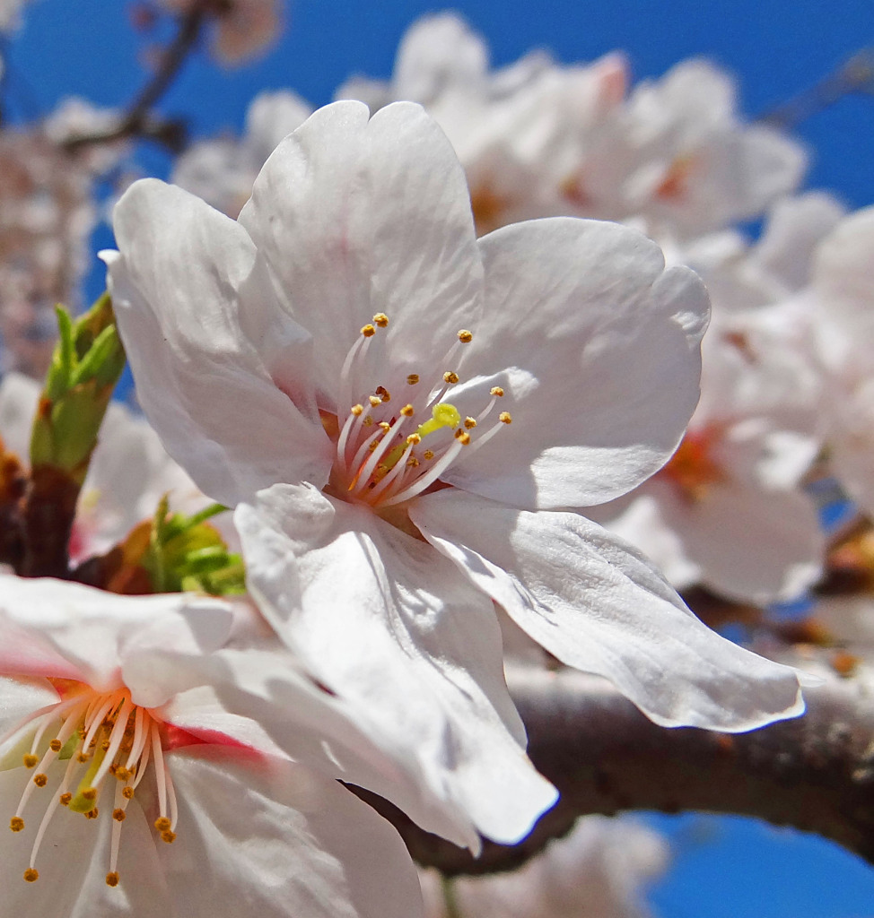 どっしりと桜