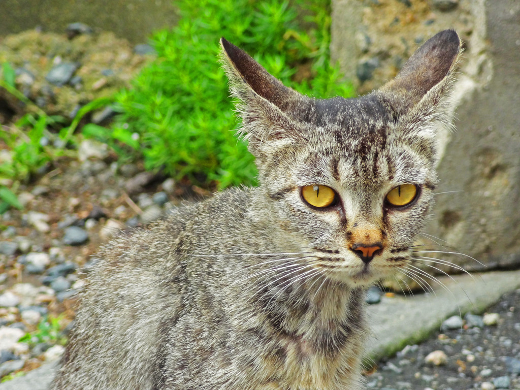 マジンガーCAT