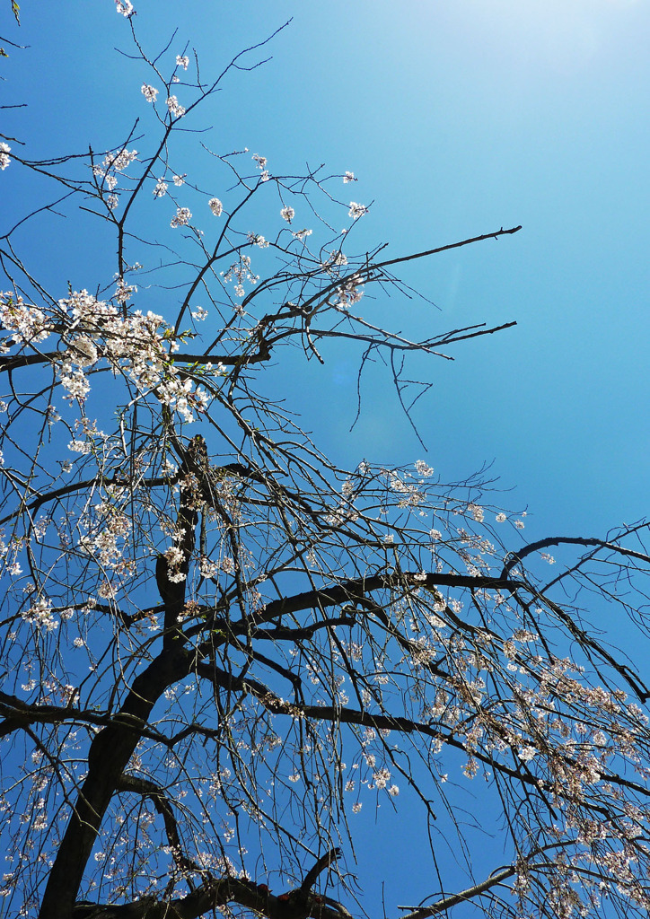 青空と桜