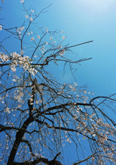 青空と桜