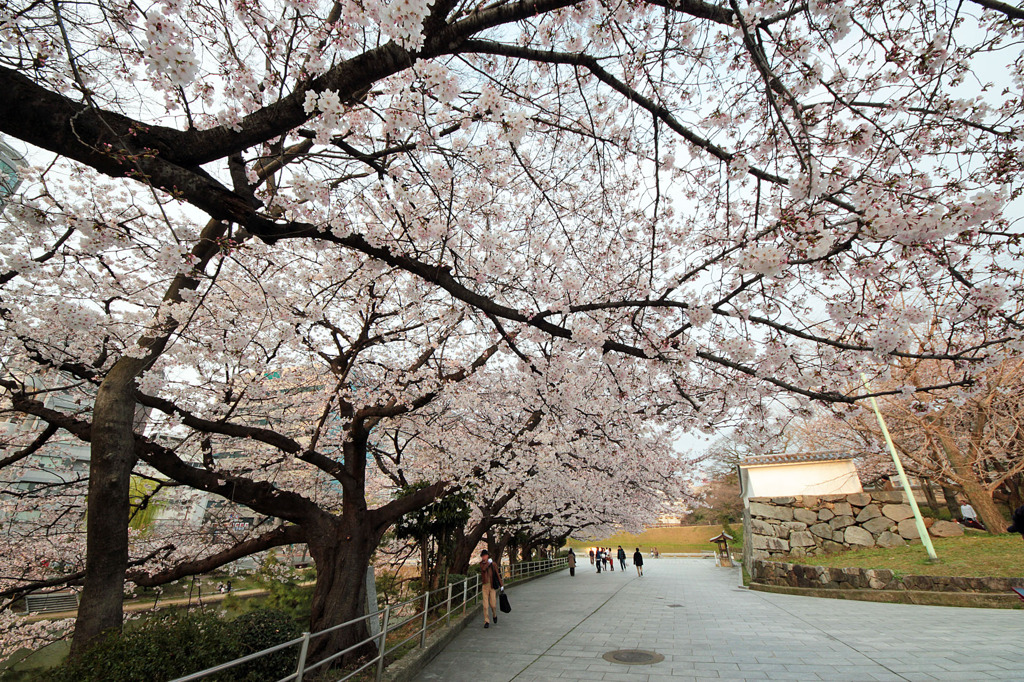 桜屋根