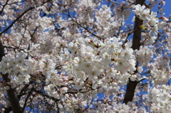 天神中央公園の桜 02