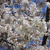 天神中央公園の桜 02