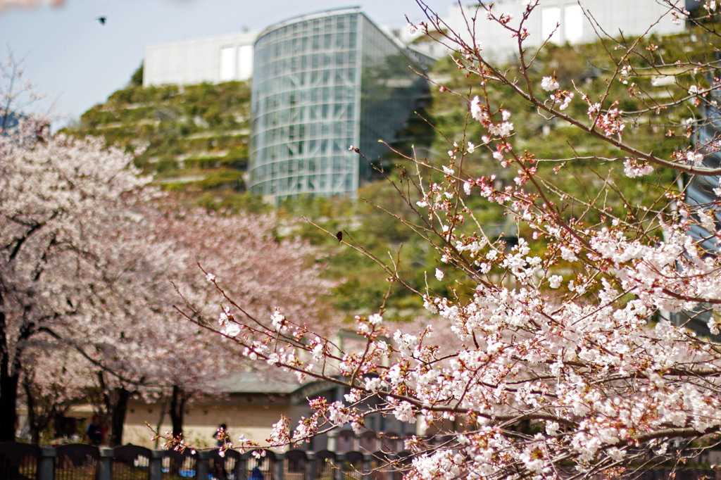 アクロス福岡と桜