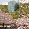 アクロス福岡と桜