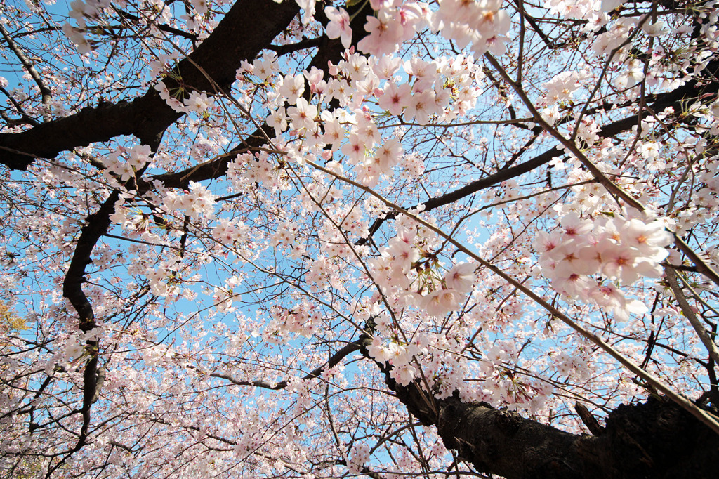 見上げれば一面の桜