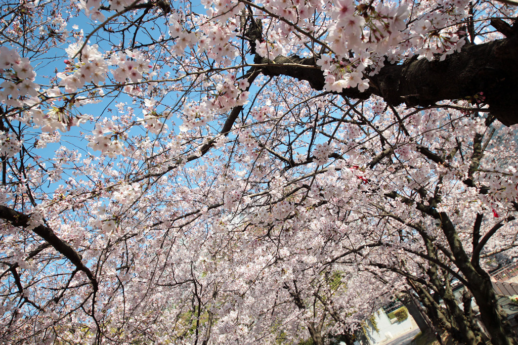 桜トンネル