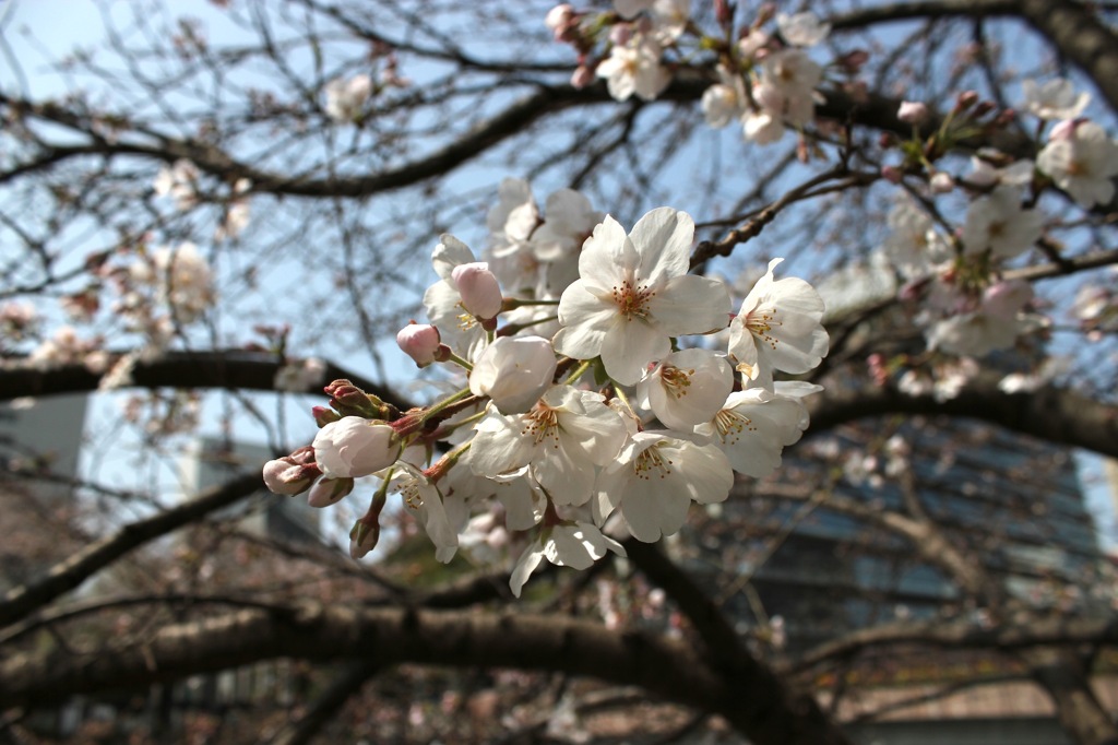 天神中央公園の桜 05
