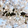 天神中央公園、綺麗に満開
