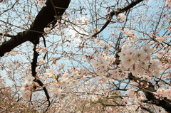 桜が空を覆うように