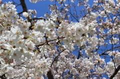 天神中央公園の桜 03