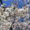 天神中央公園の桜 03