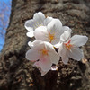 幹に咲く桜