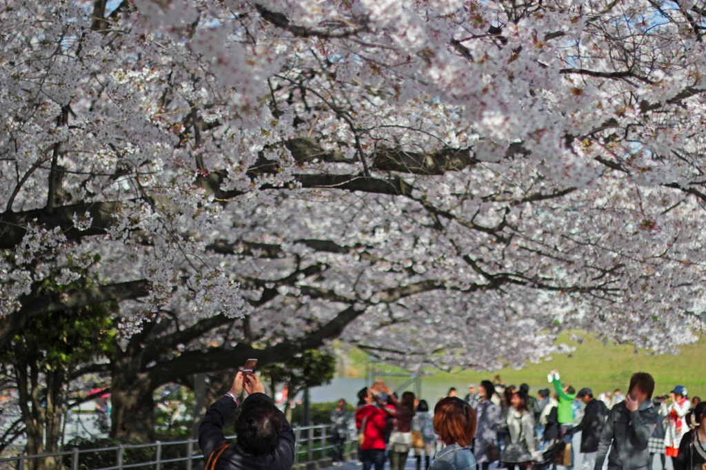 桜屋根