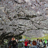 桜屋根