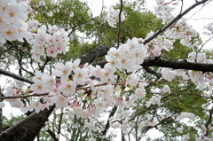 桜が降ってくる
