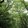 住吉神社、新緑のトンネル