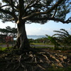 石垣島の不思議な木
