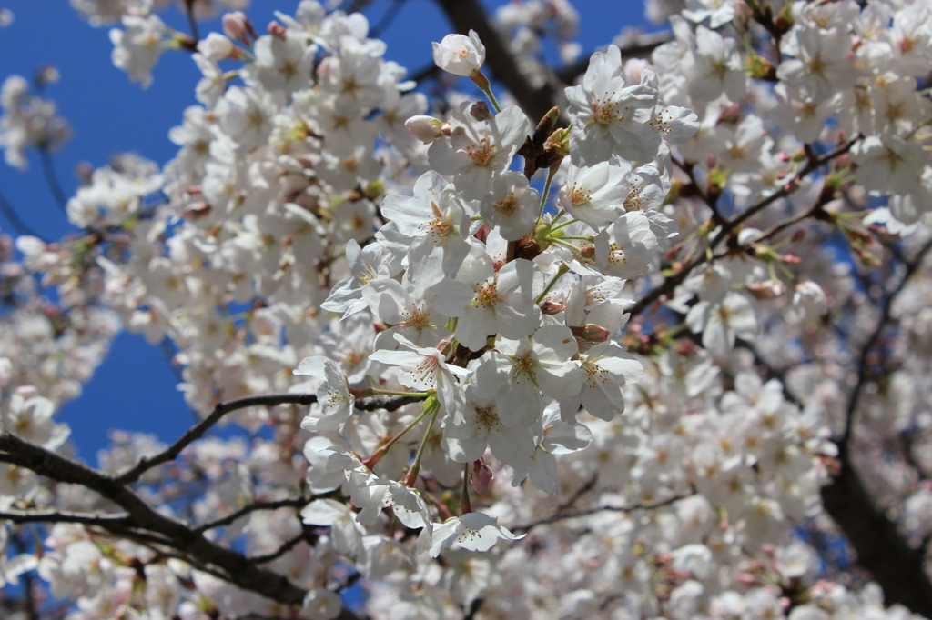 天神中央公園の桜 04