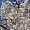 天神中央公園の桜 04